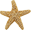 Star fish logo for about us wedding planner
